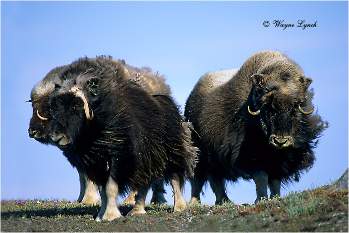 Muskoxen 125 by Dr. Wayne Lynch &copy;